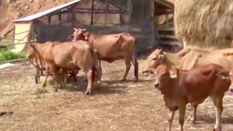 Kòp as sồt tềng kơl tao gơlik pơnời tàm rơpu, kơnrồ gơtờp mhar tàm càr Dăk Nông