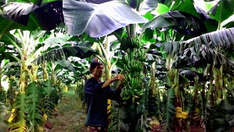 Daklak: Bơta kơnờm bơh broa\ lơh bal 3 cau tàm kơnhòal Buôn Đôn