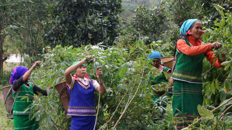 Nha bùm blàng - 7 bơta biap sa bơkah ngan kòn cau Sêdang dê