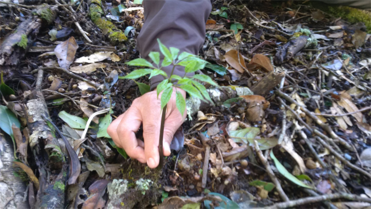 Guh bơnơm sền tam sơnơm kơnuh Ngọc Linh