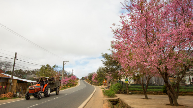 Lâm Đồng: gơ klo\ gơ crà bơkào mai anh đào lì