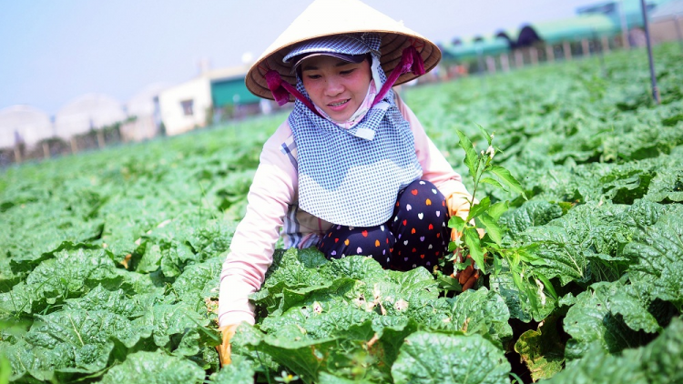 Càr Lâm Đồng chồl pràn broă lơh sa suơn sre hữu cơ