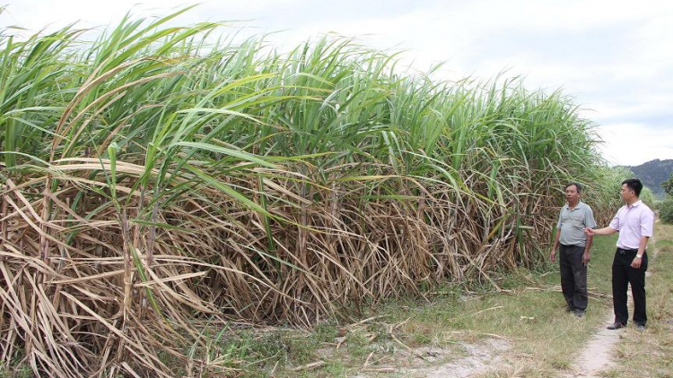 Hợp tác xã lơh sa suơn sre tàm càr Gia Lai: Kờ` lòt gơbàn priă, kờ` rê gơbàn phan bơna