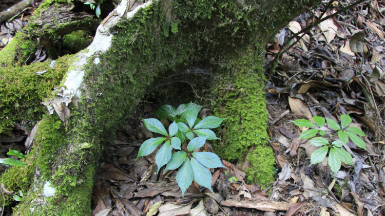Càr Kon Tum dong kờl làng bol tam kơnuh sơnơm Ngọc Linh bal mờ ờ uă bơta phan lơh sơnơm