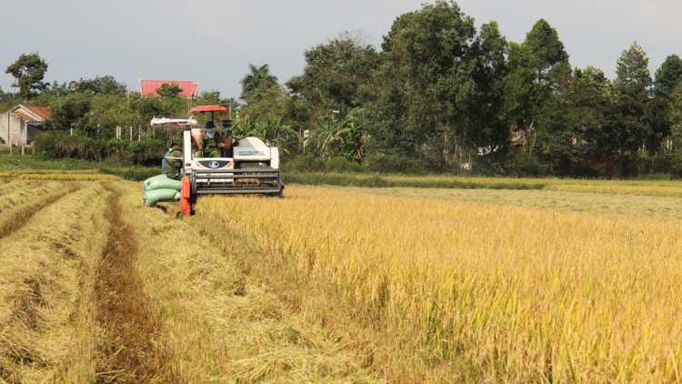 Dak Lak: Khà kòi phe lơh geh mờr 1 tơlak 300 rbô tấn