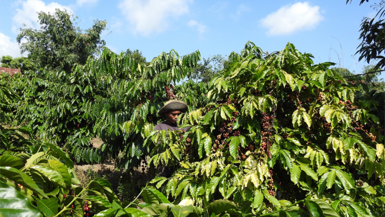 Tây Nguyên tơnguh bơta niam kơphe bơh broă tơnhào plai
