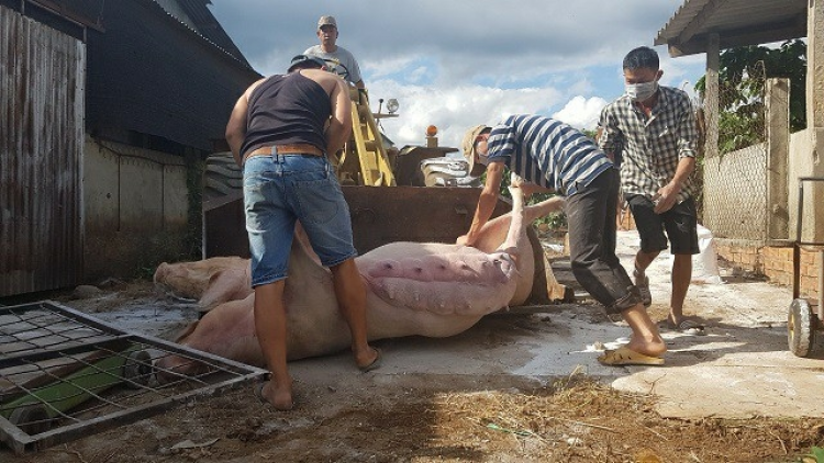 Kòp jê ndul gơjroh sur châu Phi gơtờp uă tiah tàm Lâm Đồng