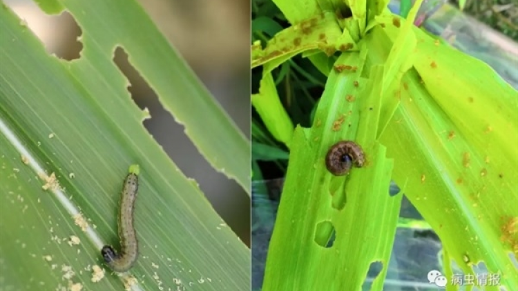 Rcăng sơndră tu keo nhai hàm sa aniai tơngời