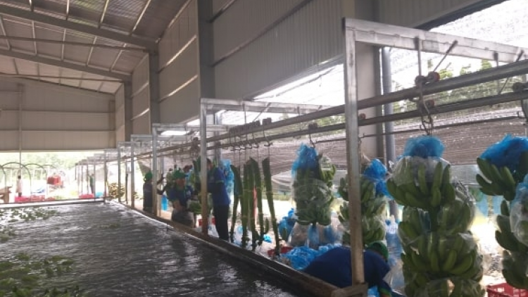 Dak Lak:  Tam prìt công nghệ cao gơ jăt bal mờ tăc mờ lơgar ndai