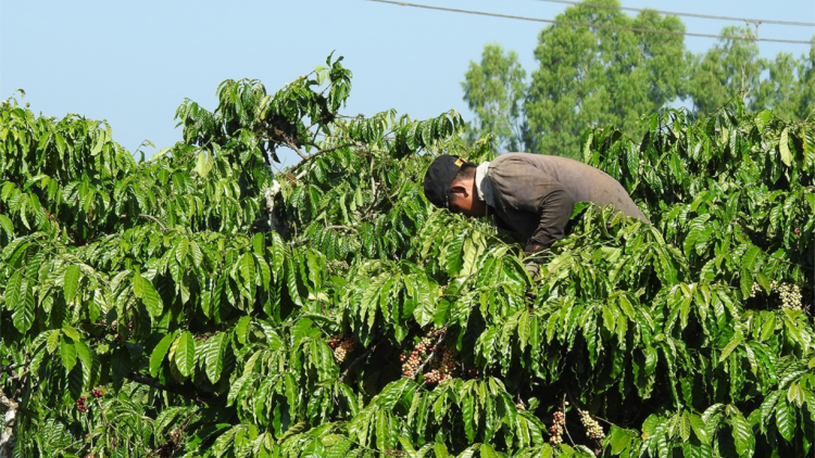Kon Tum: Cau tam kơphê bòl glar ngan tài bơh ờ tơl cau lơh broă kàl tơnhàu phan tam