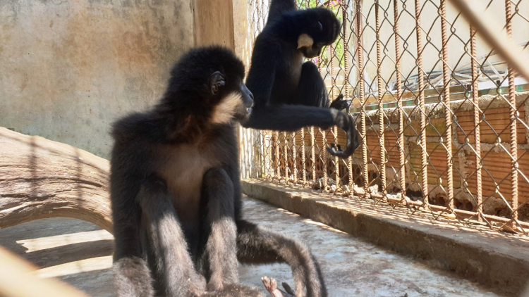 Càr Lâm Đồng jào 2 nơm Hoa kuơ màng ai brê dà lơgar sền gàr Cát Tiên in