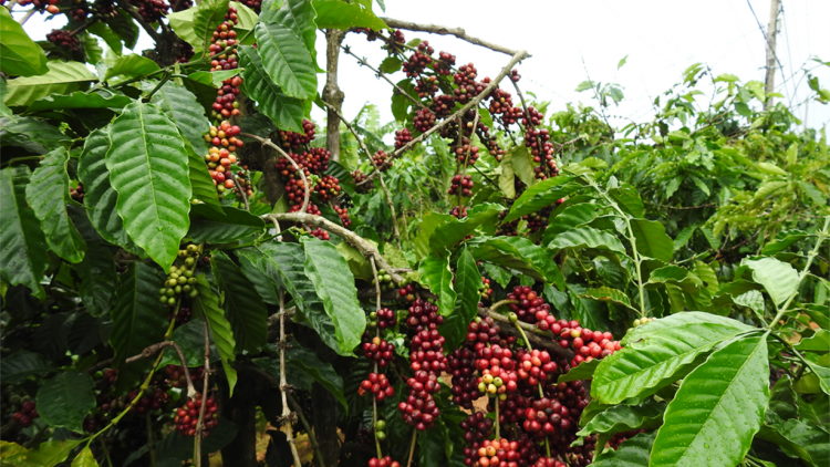 Kon Tum: Cau lơh broă sa bềng kal ke tu\ mut tàm kàl pic tơnhàu kơphe