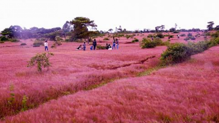 Gia Lai: {làng nhơl Golf, brê mờ bơta pin dờn