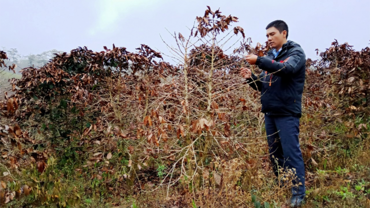 Lâm Đồng: Mhual bơryuh lơh gơbàn hoàc huơr mờr 50 tơmàn đông