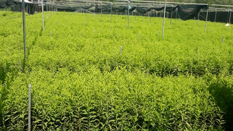 Dak Lak: Pal kơrhia mờ broă tam tờm đàn hương