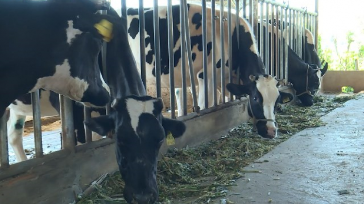 Lâm Đồng ngui ua\ sơntìl phan ròng pa tàm broă lơh sa