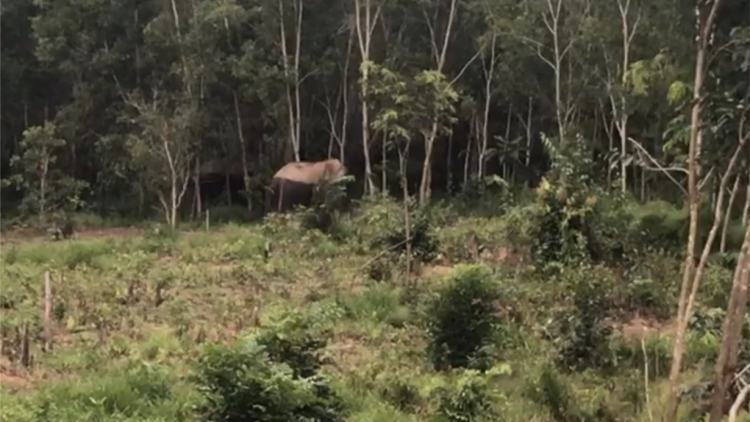 Rơwas brê mut lơh aniai mìr, ting làng bol tàm Dak Nông