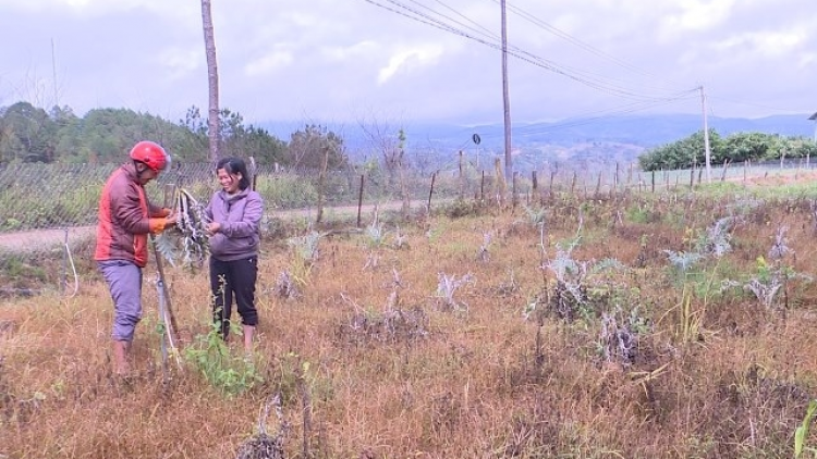 Kơnhoàl Lạc Dương, càr Lâm Đồng dê tam atiso ờ gơtùi tăc, cau tam bòl glar ngan