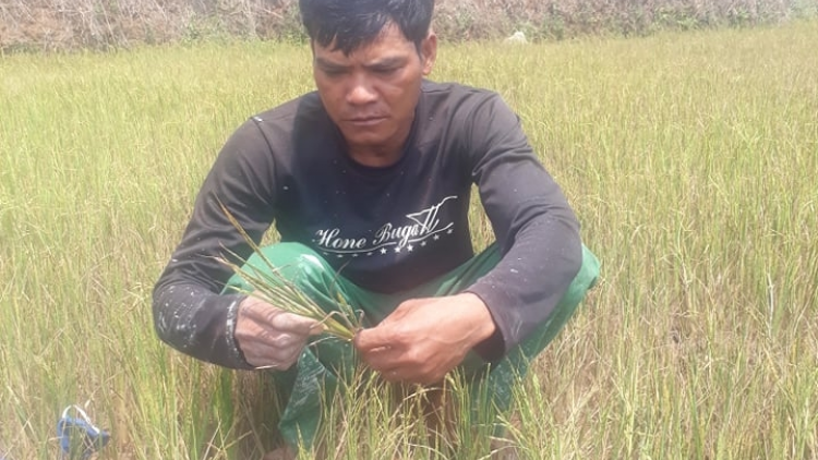 Cau lơh broă sa Chư Sê, càr Gia Lai dê krồ` să tam dră mờ trồ prang soăt dà