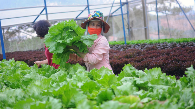 Càr Lâm Đồng pal bơsong priă ai broă lơh sa suơn sre công nghệ cao in
