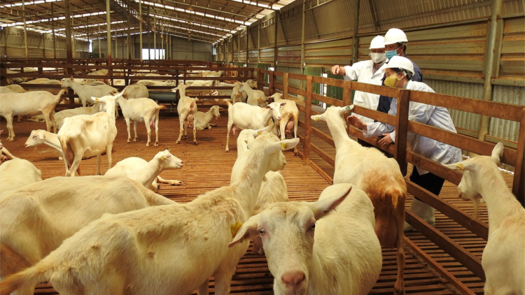 Ròng be ai dà toh gùng dà pa tàm Kon Tum