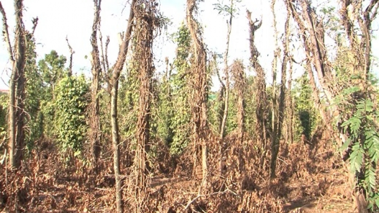 Dak Nông: rlau 280 lồ tiêu gơtìp kòp