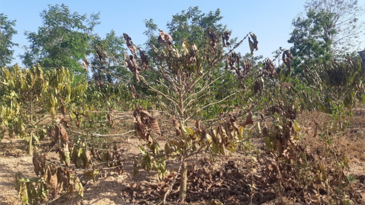 Dùl ròt jơnau cih: Tây Nguyên pal kong mờ trồ prang soăt dà- Gùng dà broă lơh lơi ai 2 tơlak tờm chi tam in Jơnau cih dơ\ dùl: Bòl glar jòi dà tam dră mờ trồ prang soăt dà