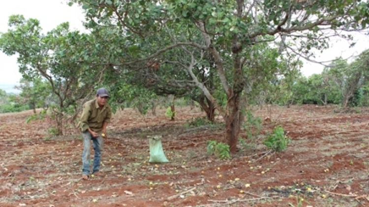 Ală mpồl lơh Điều Việt Nam bal mờ càr Dăk Lăk bơyai gùng dà broă lơh bơtàu tơnguh gah lơh Điều kơ\ kơl jăp