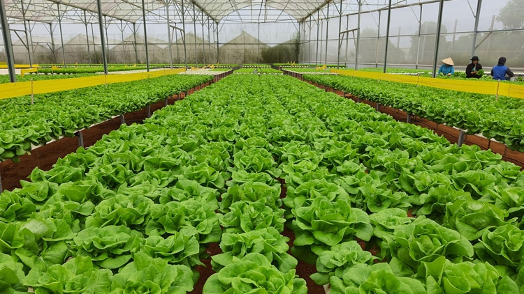 Lâm Đồng geh rlau 60 rơbô lồ ù lơh sa suơn sre công nghệ cao