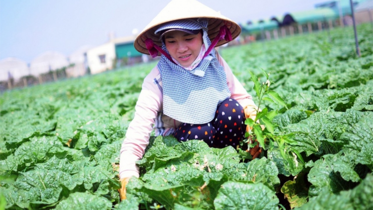 Lâm Đồng tơnguh uă priă phan lơh geh bơh sươn sre kơnờm bơh broă lơh bal lơh sa