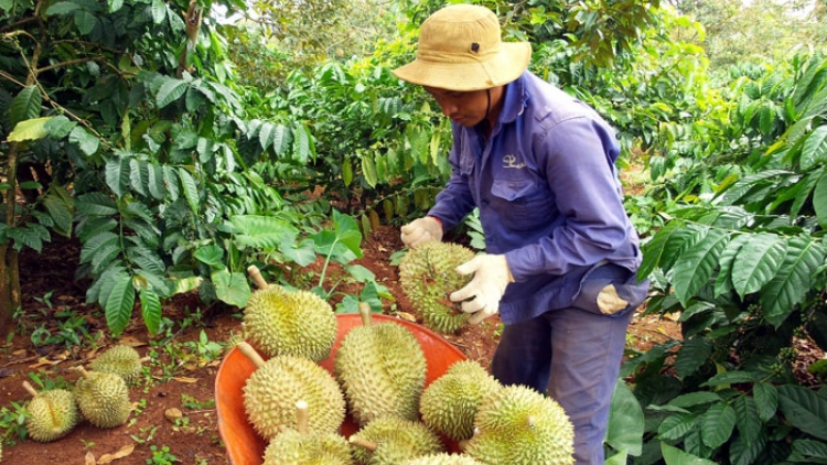 Tây Nguyên bơ̆t bơtàu gơtùi broă lơh tam phan bơrlŭ bal tàm suơn kơphe