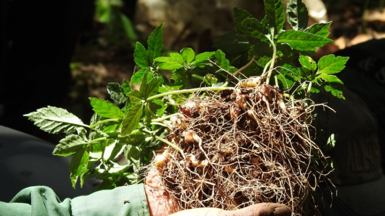 Càr Kon Tum mŭt tàm kàl tam chi “Phan kuơ dà lơgar dê” tềng hơđang bơnơm Ngọc Linh