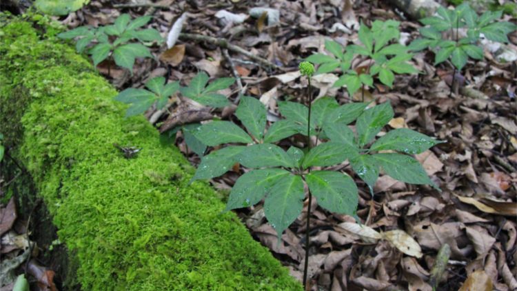 Bơh kit test Việt Á tus bơta kơlôi rơcang bơta ngan ngồn bè kơnuh sơnơm Ngọc Linh tàm càr Kon Tum