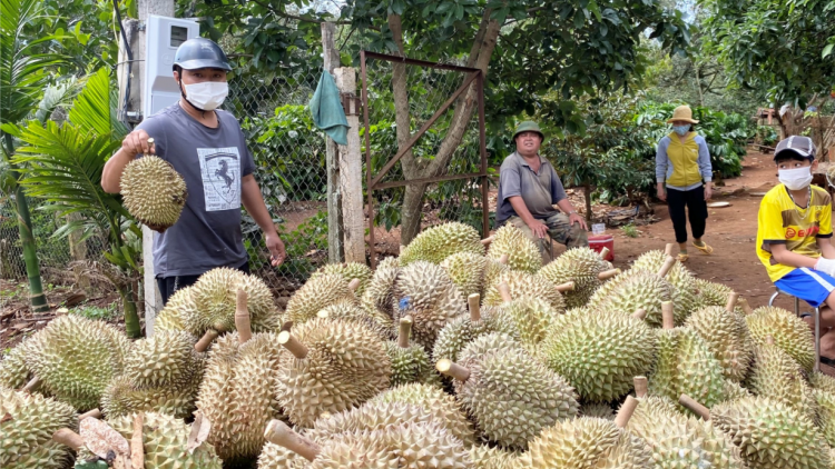 Sầu riêng  Dăk Lăk kung gam ai cồng nha lơh sa uă