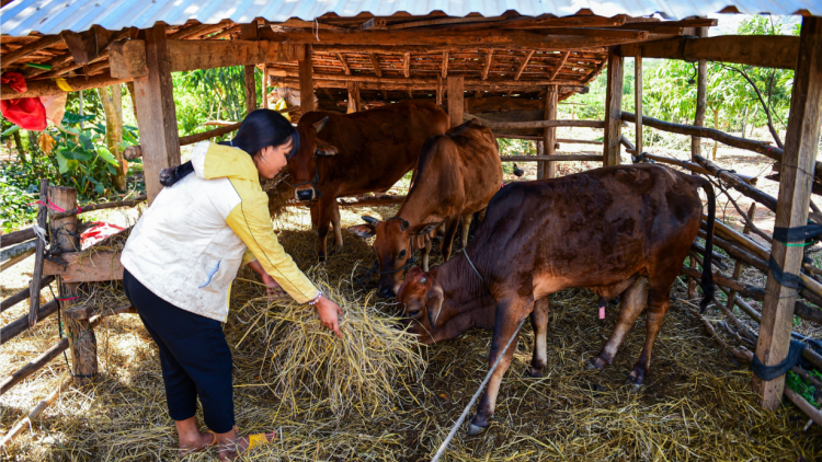 Tam gơl bơh broă lơh “{òn cau ùr kòn cau [òn lơgar pa”