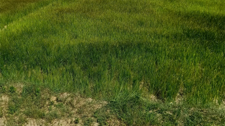 Dăk Lăk: Ea Kar trồ prang tàm gùl kàl mìu