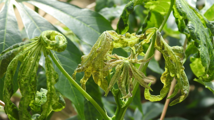 Càr Kon Tum mờ càr Gia Lai rơcang kơryan jơh kòp croăñ nha bùm blàng