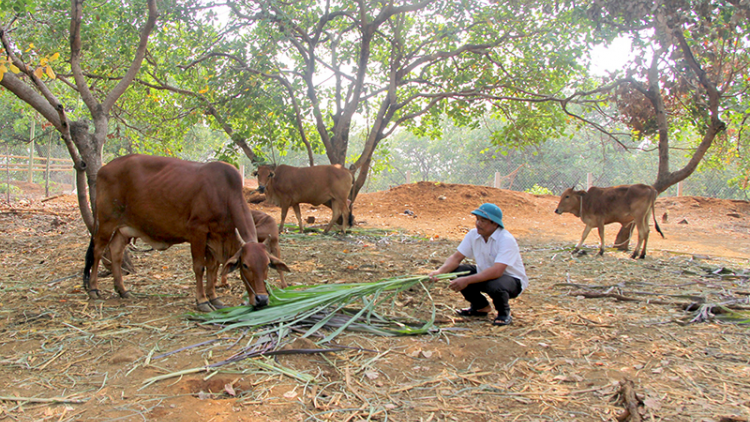 Dong kờl bal sơrlèt mờ kal ke tàm tiah làng bol kòn cau