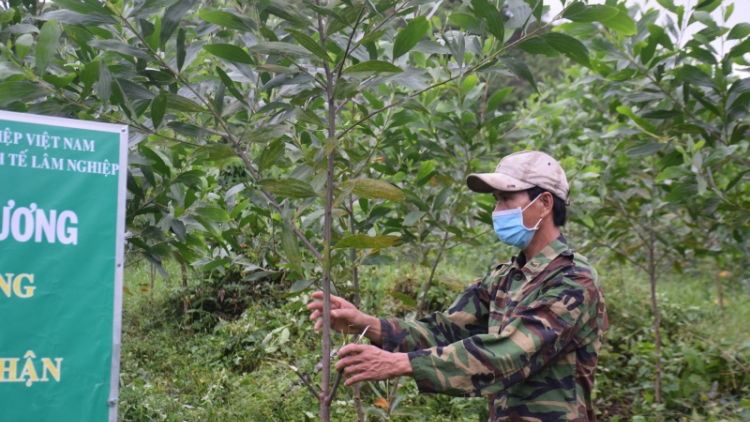 Làng bol càr Phú Yên kơ̆p kơnờm mờ broă tam brê ai dơm chi dờng