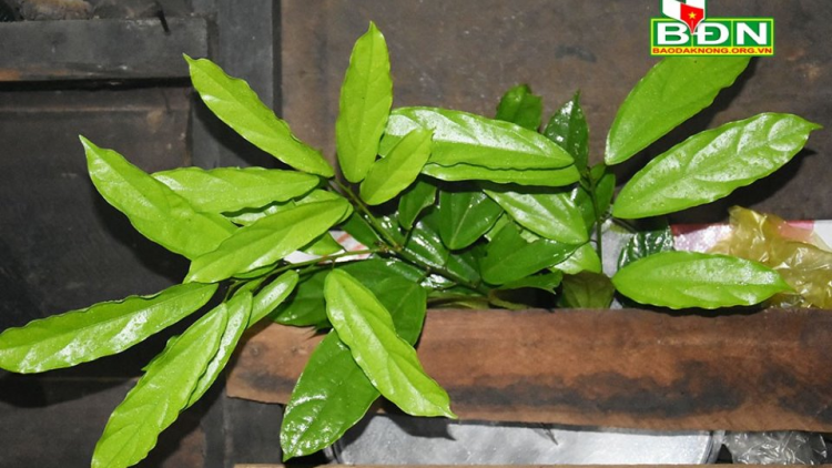 Nha Pñao ờ gơtùi ờ geh tŭ gơm biăp pài