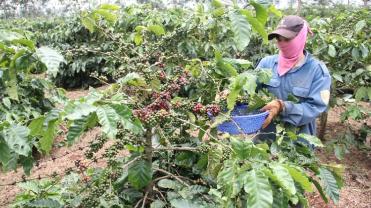 Càr Dăk Lăk ờ sŭk ơm ngòt ờ tơl cau pĭc plai kơphe tàm bơta kòp gơtờp
