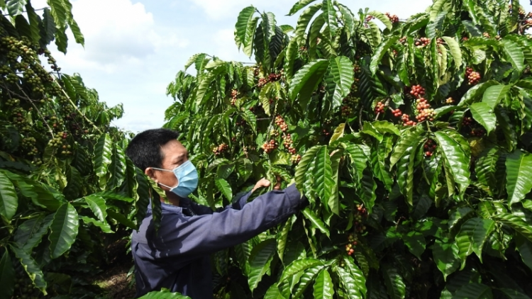 Gơdờp bal ờ do ờ dă, kơphe Tây Nguyên pơn jăt tai tơnguh uă bơta kuơ