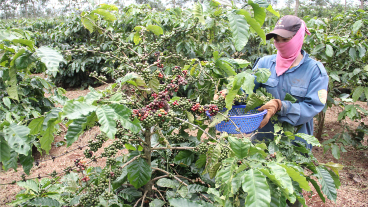 Càr Dăk Lăk kơlôi rơcăng ngòt ờ tơl cau pĭc plai kơphe tàm bơta kòp gơtờp