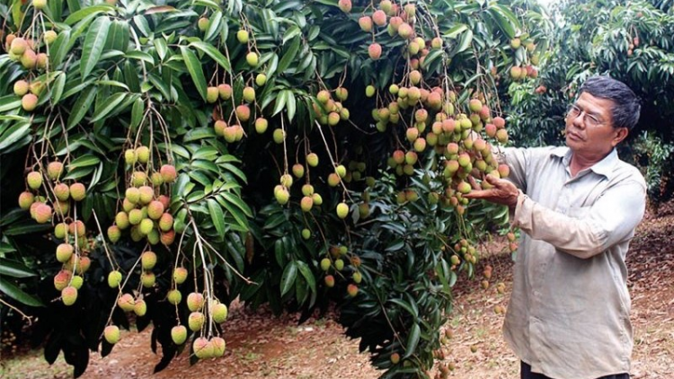 Cau lơh sươn pờ mpồng wă rò năc lòt còp nàng tăc plai gơ àl