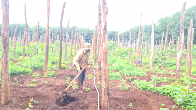 Gia Lai: Tiêu gơguh giă dùl êt, cau lơh broă sa sươn sre sơnđờm tam wơl
