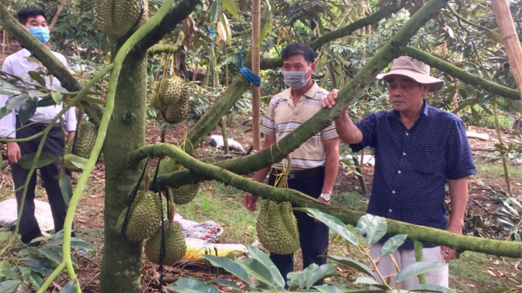 Dăk Nông dong kờl tàm tơrbŏ bal blơi phan lơh geh bơh suơn sre tàm càr dê