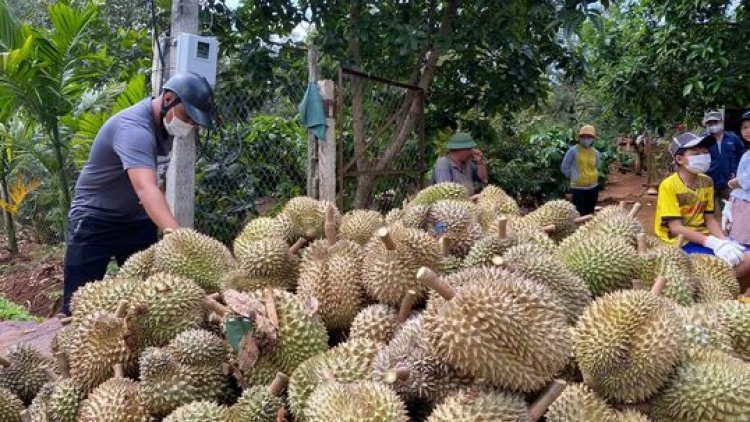 Dăk Lăk geh 2 broă rơndăp lơh nàng tăc sầu riêng mờ ƀơ