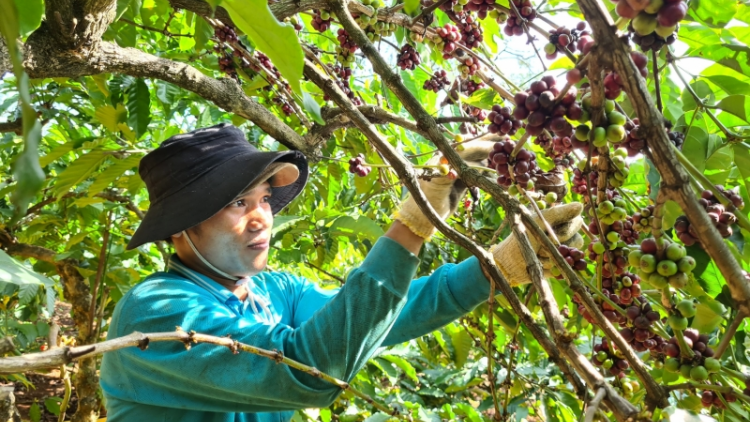 Gia Lai: Tơrgùm bơtàu tơnguh lơh sa suơn sre kơ̆ kơljap