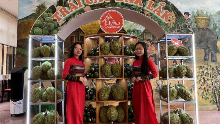 Kơnhoàl Krông Păc, càr Dăk Lăk: Rơcang ai dơ̆ bơyai lơh chờ sầu riêng dơ̆ 1 in