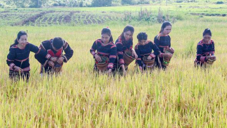 Krơi is ngan bơyai lơh yàng ñô lir bông tàm mìr bơh cau Jrai dê